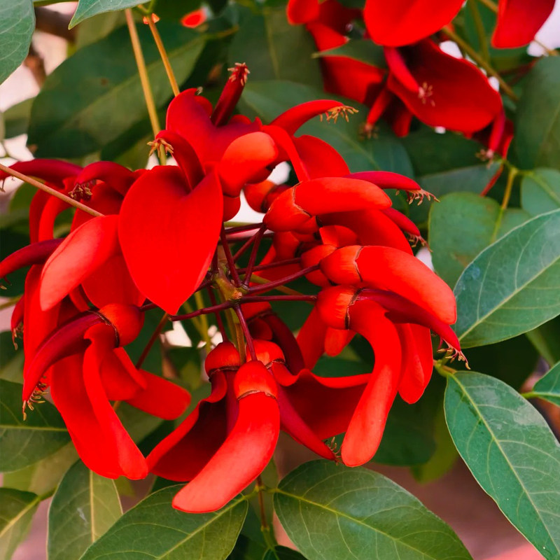 鸡冠刺桐种子市花绿化观赏树巴西刺桐鸡冠豆种子象牙红鸡冠花树