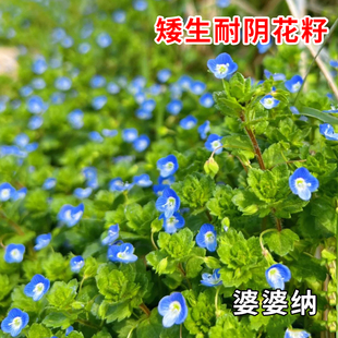 阿拉伯婆婆纳花种子籽低矮生耐阴耐寒四季播花籽花期长盆栽花海