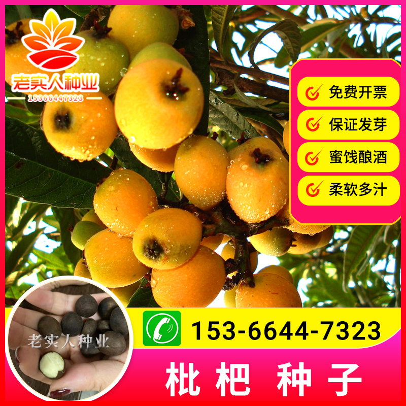 当年新采收枇杷枇杷种子枇杷树种籽琵琶种子可嫁果树林木种子包邮