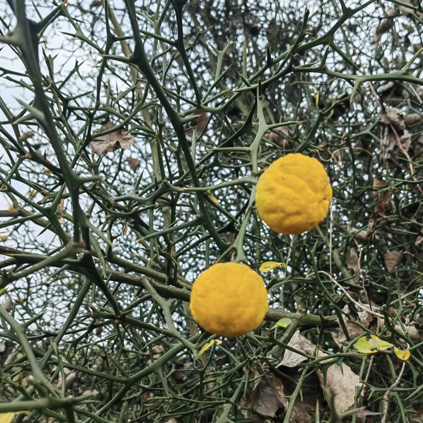 枸橘种子新货枳壳刺树围墙荆棘带刺树篱笆耐寒耐旱庭院盆栽地栽籽