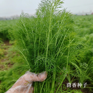 四季播种割茬小茴香种子籽春秋蔬菜菜种籽农家孑香菜籽怀香籽谷香