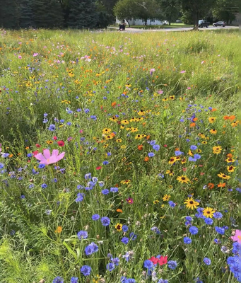 野花组合花种子四季种开花庭院室内外除虫菊花种籽子格桑花花种籽