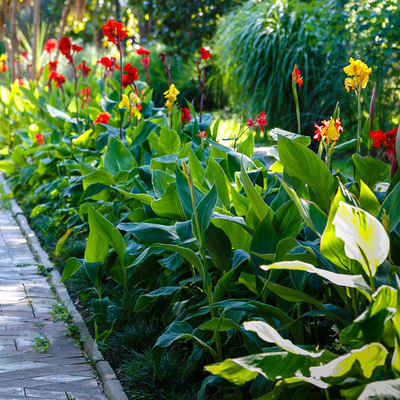 美人蕉种子开口水生植物盆栽地栽耐热花坛庭院四季播种全年开花