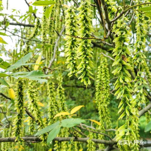枫杨种子春季播绿化树种籽