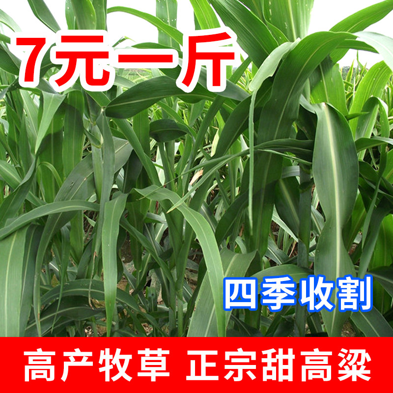 甜高粱牧草种子高产大力士甜杆种籽喂牛兔鸭鹅猪牛羊草籽四季播种