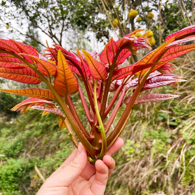 红油香椿种子籽四季芽苗菜盆栽
