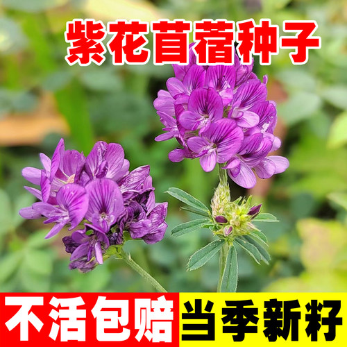 紫花苜蓿种子牧草南北方猪牛羊