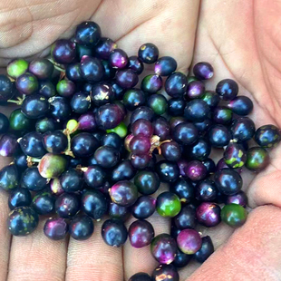 新鲜麦冬草种子多年生宽叶矮化金边麦冬草籽日本矮麦冬苗绿化种籽