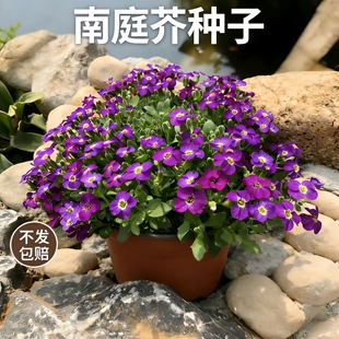 南庭芥种子耐寒花卉矮生花种子易活四季开花蓝庭芥花籽室外种子