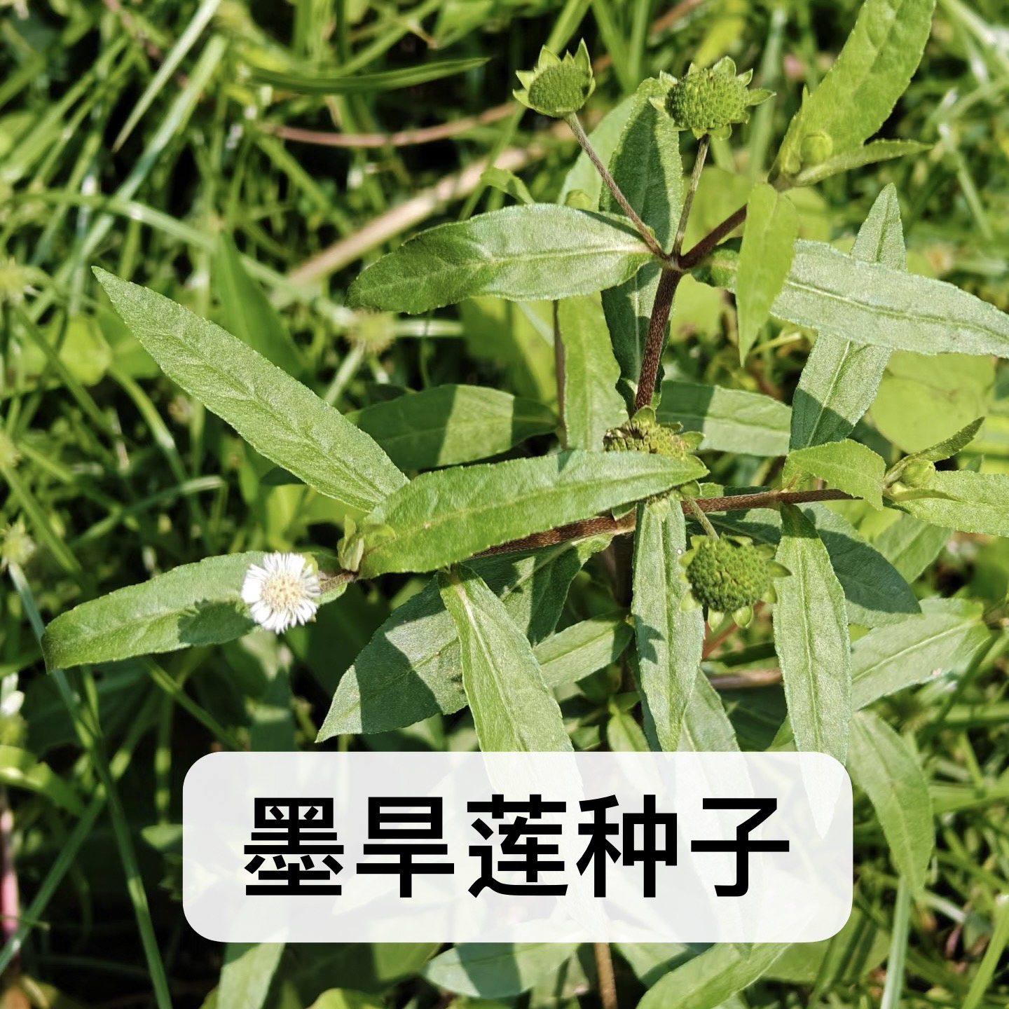 墨旱莲种子籽四季播种开花易活当季新籽金陵草莲子草猪牙草中药材