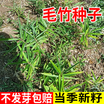 毛竹种子四季常青楠竹笋种籽新籽