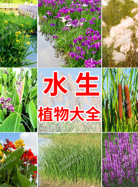 水生植物花卉美人蕉种子黄菖蒲香蒲再力花鸢尾花籽芦苇千屈菜种籽