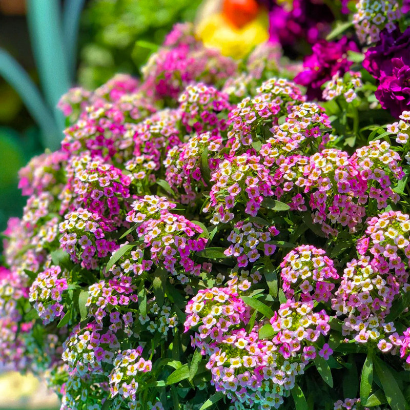 香雪球花种子籽蜜源花爆花机器矮生垂吊花期长耐寒庭院盆栽玉蝶球