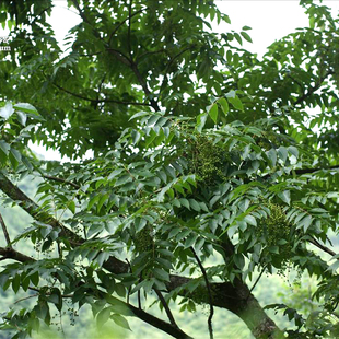 漆树种子新采漆树种子漆树种籽漆树籽大木漆树庭院道路绿化园林籽