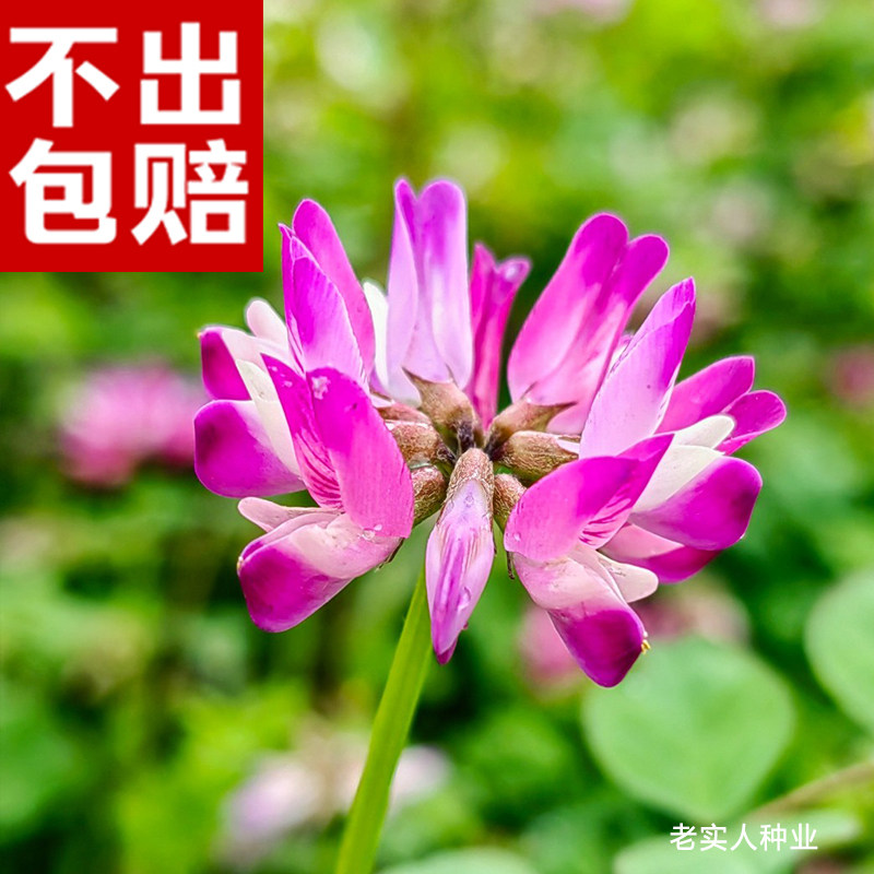 紫云英草种籽子花食用野菜养蜂蜜源固氮果园绿肥植物高产牧草种子