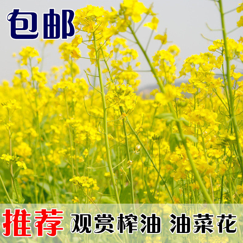 新油菜花种子高产观赏榨油菜花种籽德矮油558品种冬油菜原包装
