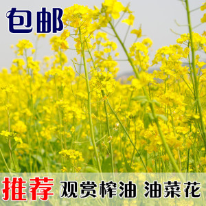 新油菜花种子高产观赏榨油菜花种籽德矮油558品种冬油菜原包装