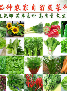 套餐盆栽番茄草莓蔬菜种子