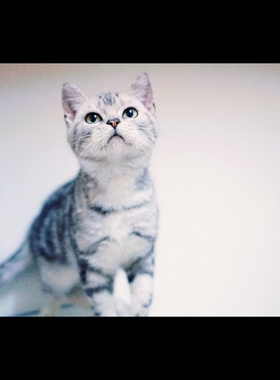 厦门特惠绝育 CFA纯种美短标斑弟弟 温顺亲人 七猫坊十年猫舍