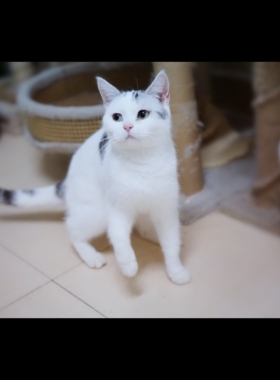 厦门特惠/高白粉鼻温顺CFA证书美短加白起司猫活体宠物猫舍七猫坊