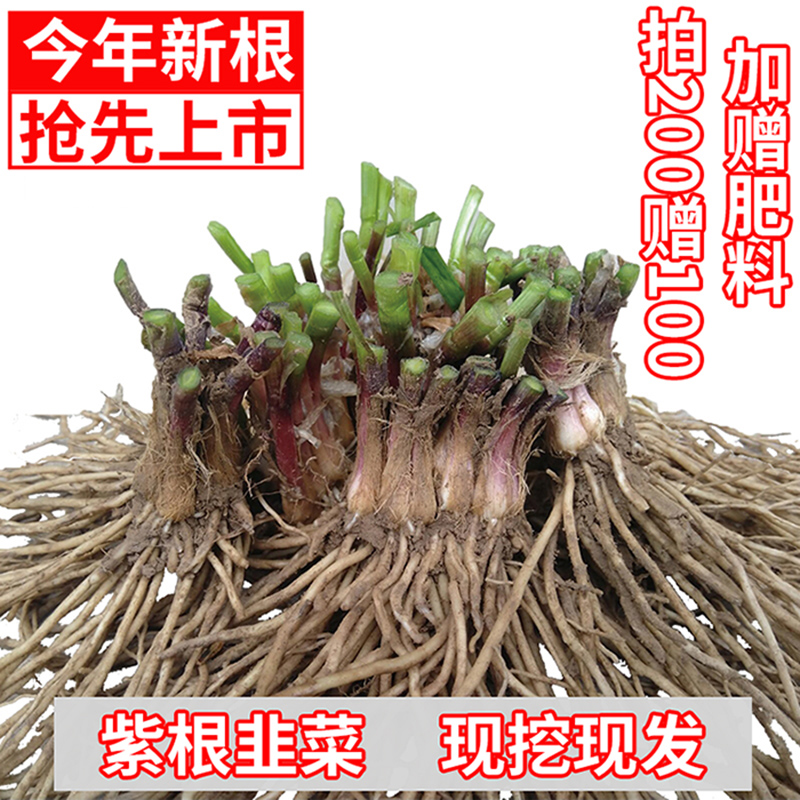 现挖紫根韭菜根苗一年新根赠肥料