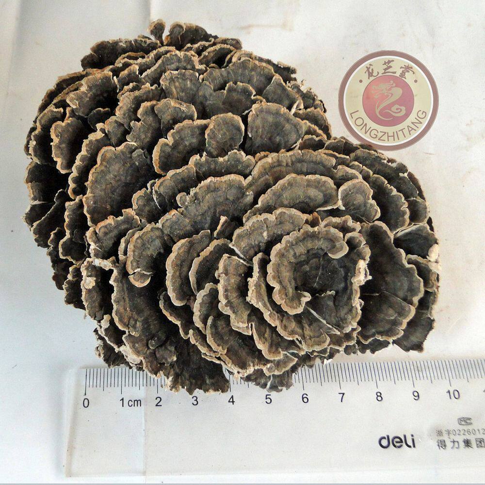 天然云南云灵芝瑞草林中灵万年蕈丹芝真菌界担子菌门泡茶半斤包邮
