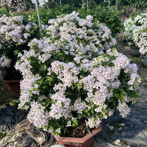 大号特大号加厚八角塑料花盆