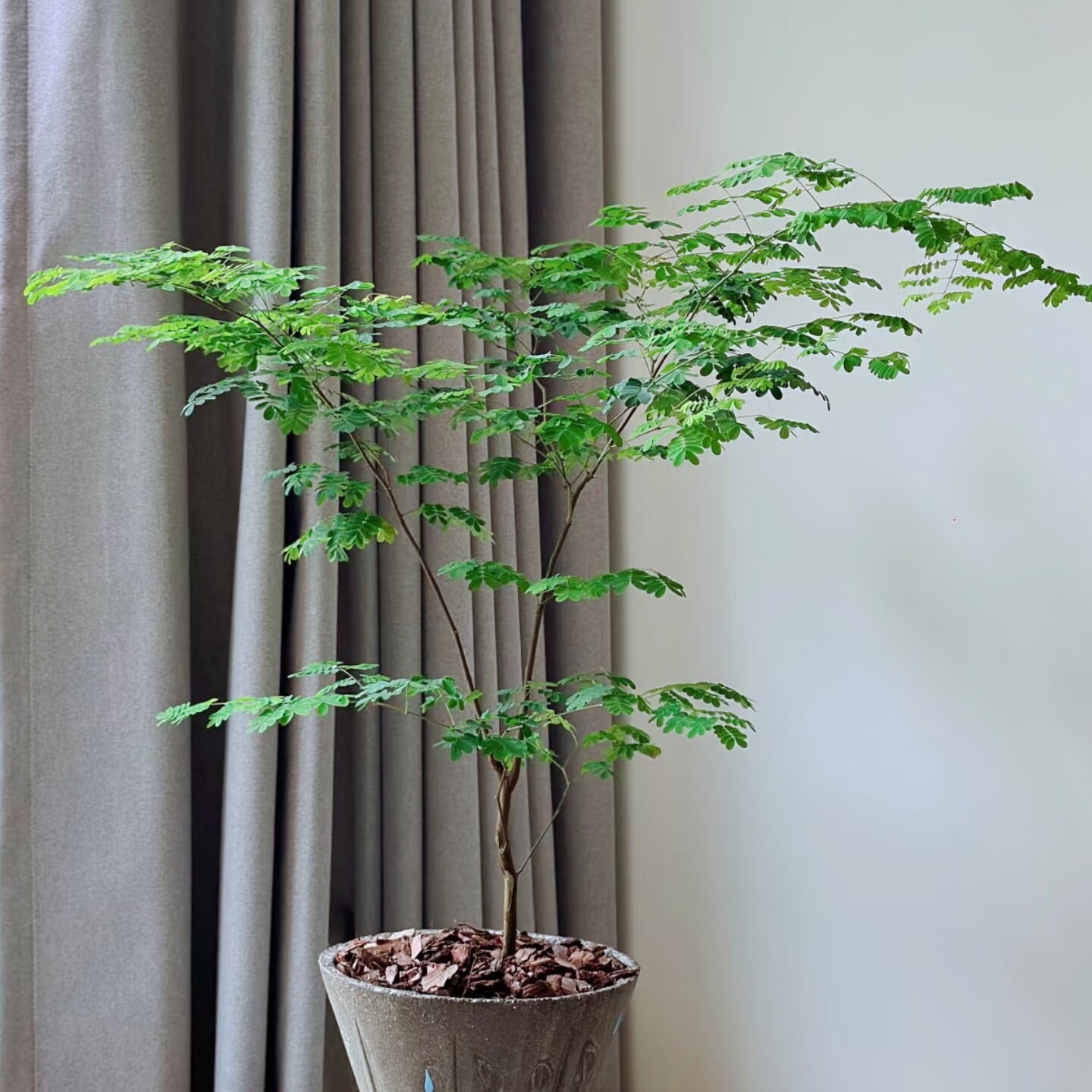 巴西铁架木顺丰包邮偶像剧女主角大型绿植/成品组合盆