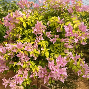 粉红豹 原生苗 带花 四季开花 勤花品种 带花发货