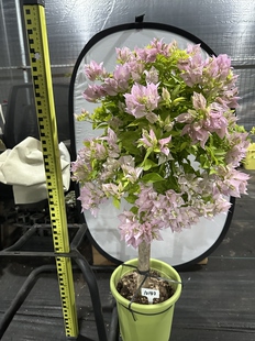 老桩粉红豹三角梅 阳台庭院适用 带花 一物一拍 拍摄于10月14日