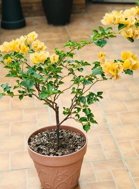 【蒙娜丽莎黄】三角梅勤花品种 叶子深绿 花朵浅黄花量大常开品种