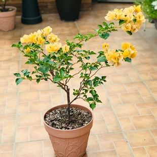 【蒙娜丽莎黄】三角梅勤花品种 叶子深绿 花朵浅黄花量大常开品种