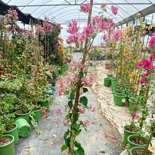 【马苏丽粉】 三角梅粉色系列 小花小叶 四季勤花品种 带花发货