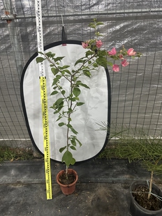 原生阿朱娜三角梅 带花带盆 四季开花粉色和抹茶色双色花 双色花