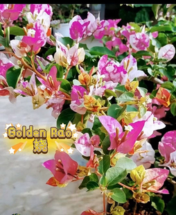 三角梅 原生金娆 5色花朵 前期花朵偏绿带黄转红最后白红