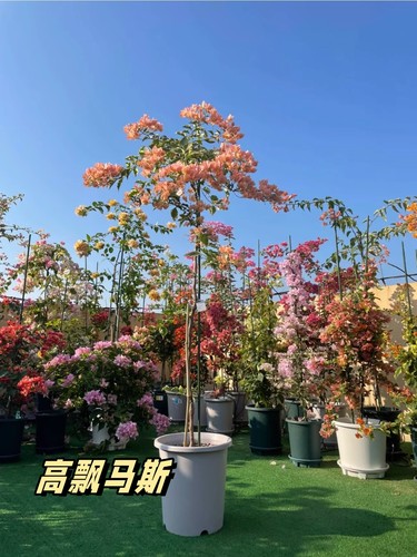 大三角梅高飘红樱绿樱黄马斯日落橙口红黄白不甜卡亚塔四季勤带花
