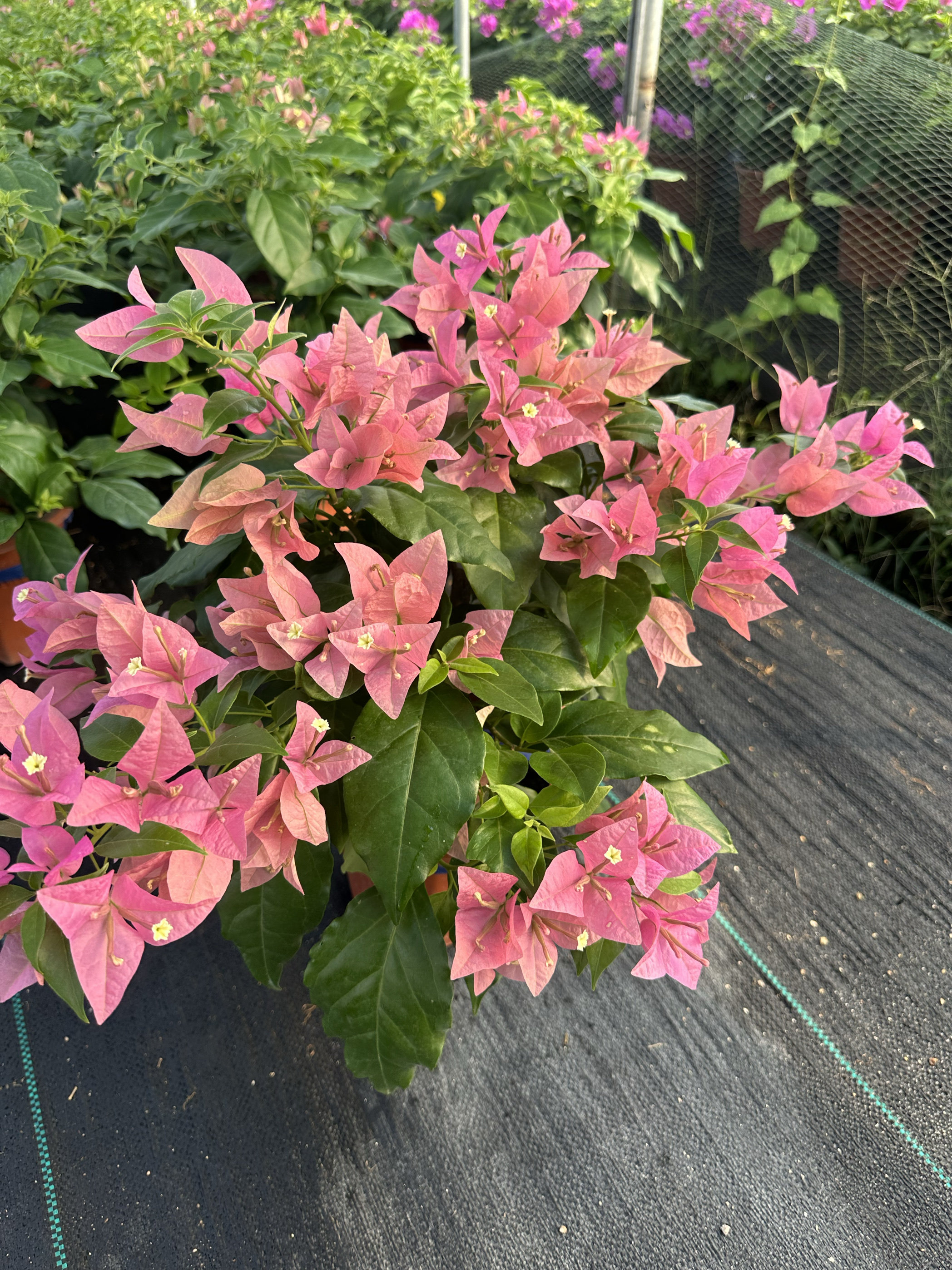 三角梅胭脂红盆栽四季开花好养易活阳台庭院爬藤植物花卉