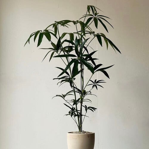 夏威夷鹅掌柴室内绿植盆栽