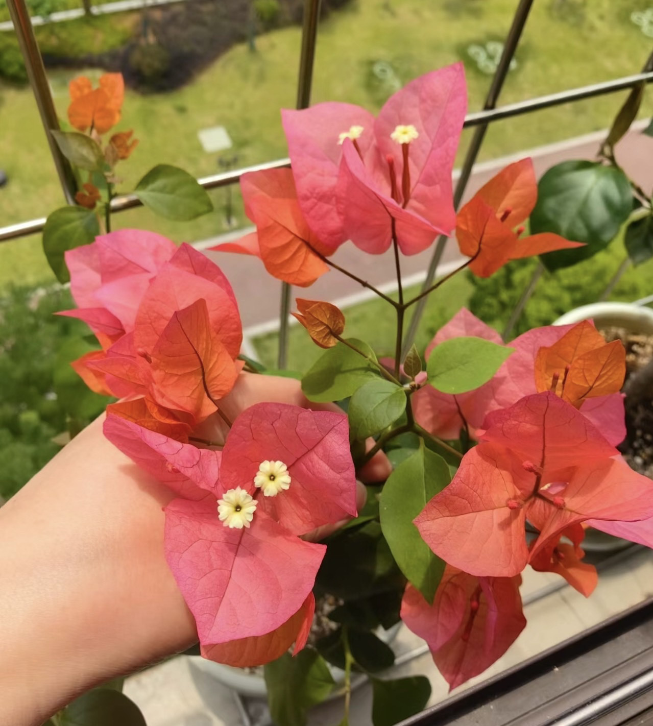 波伊斯玫瑰（波妹）三角梅图片