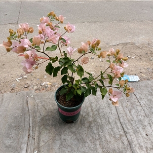 四季 原生阿達 喜悅 原生三角梅 開花品種 勤花
