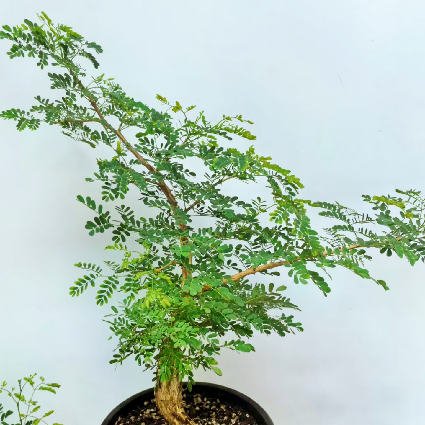 小老桩黑刺猴 室内绿植 好养 茂盛的绿植 适合办工作桌 盆景造景