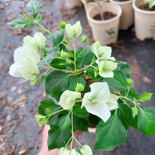 【暗斑青苹果】三角梅 勤花品种四季开花青色花整体泛白仙的花色
