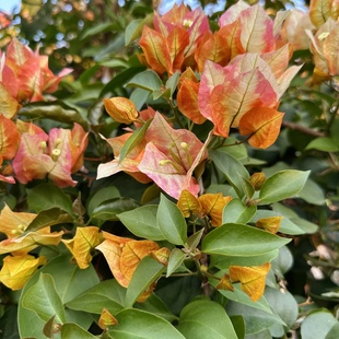 三角梅新品种 浅彩虹2025年新的复色勤花品种5种颜色庭院阳台花卉