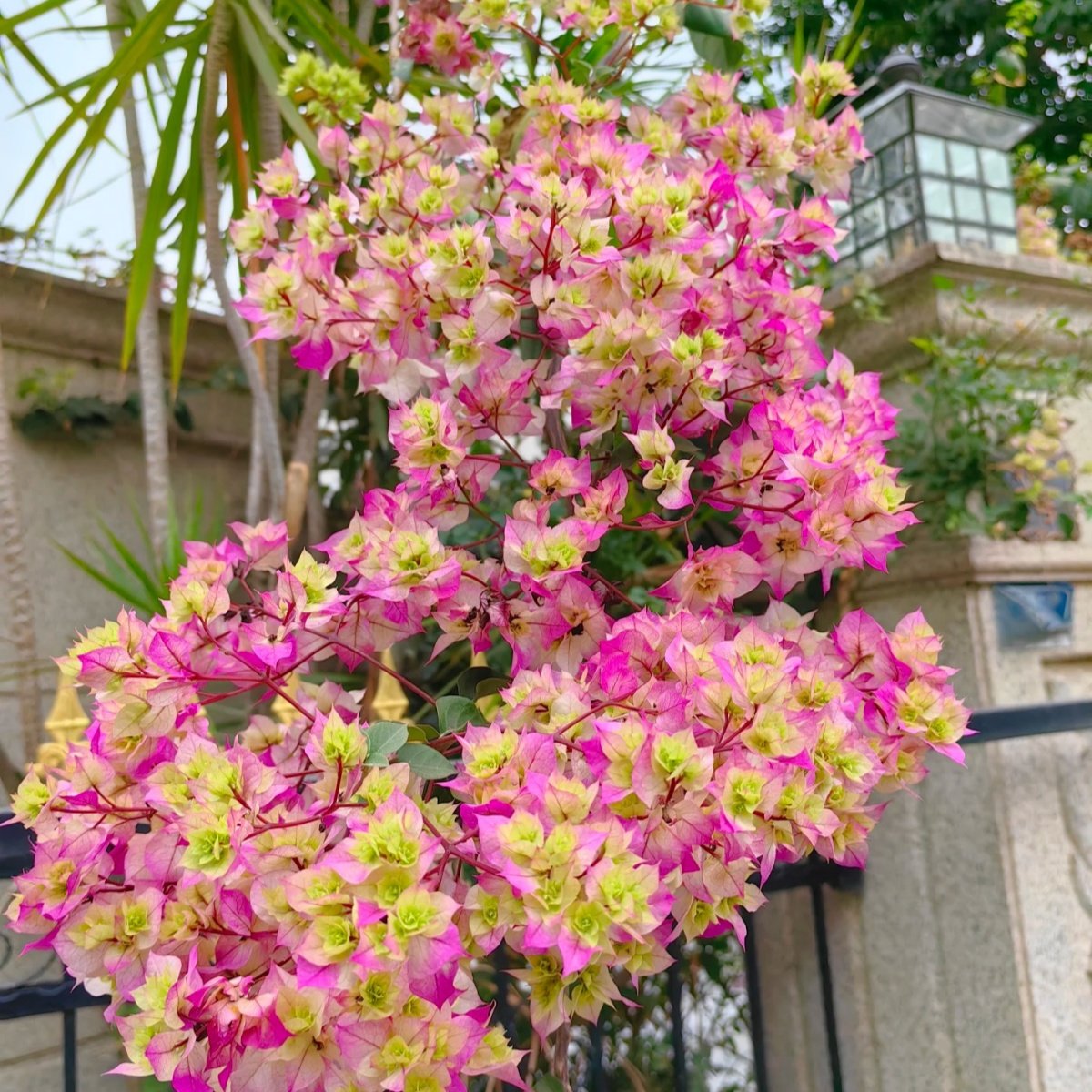 【重瓣系列三角梅】四季勤花 重瓣红粉黄橙怡景 庭院阳台花园花卉