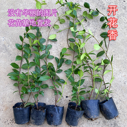 好养无病虫害多季节开花风车茉莉