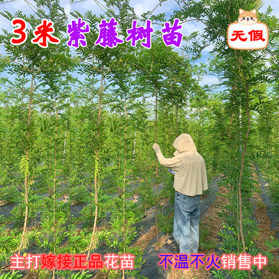 紫藤花3米大苗嫁接精品