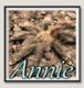 巴西黄斑粉趾网红宠物蜘蛛Av属树栖型稀有品种