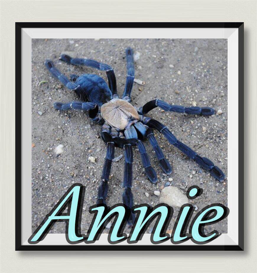 印尼金背地老虎网红宠物蜘蛛老虎家族经典品种