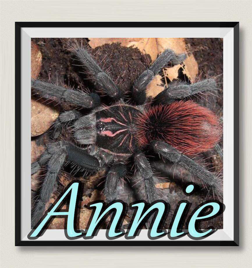 美洲钢铁蓝aff网红宠物蜘蛛绰号镭射间谍pam属已定种收藏级品种