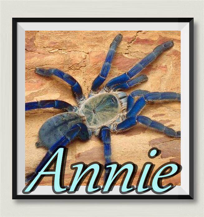 泰国金属蓝网红宠物蜘蛛超高人气王爆款老虎家族蓝色系经典品种